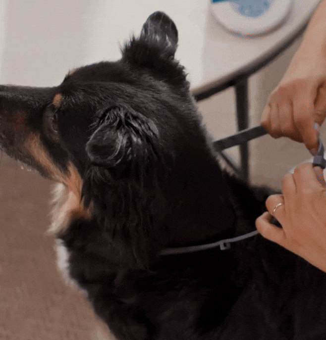 Flea Collar for Dogs & Cats | Waterproof & Adjustable | 8-Month Protection | Flexible Silicone-TPE Material