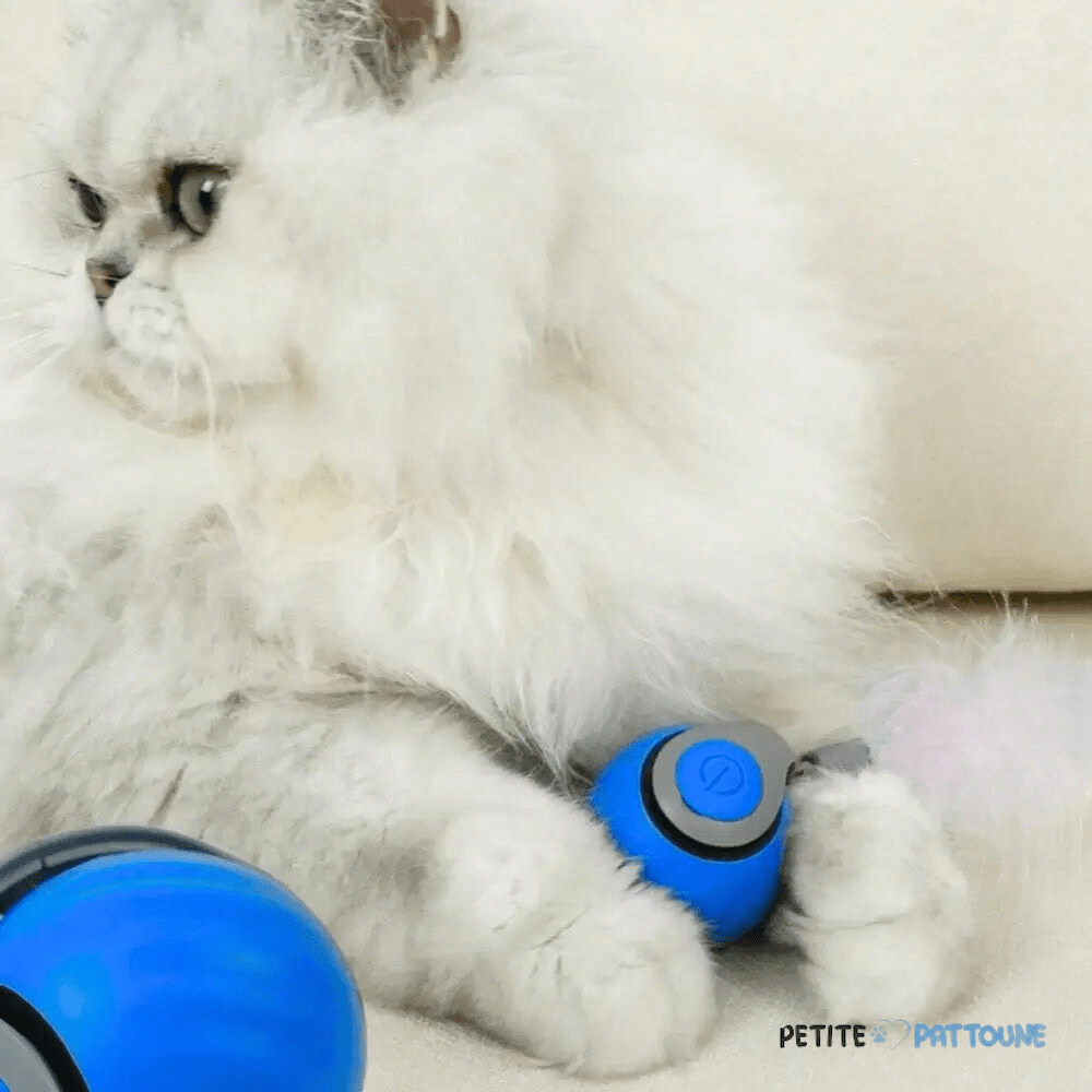 Balle Interactive 2.0 pour Félins