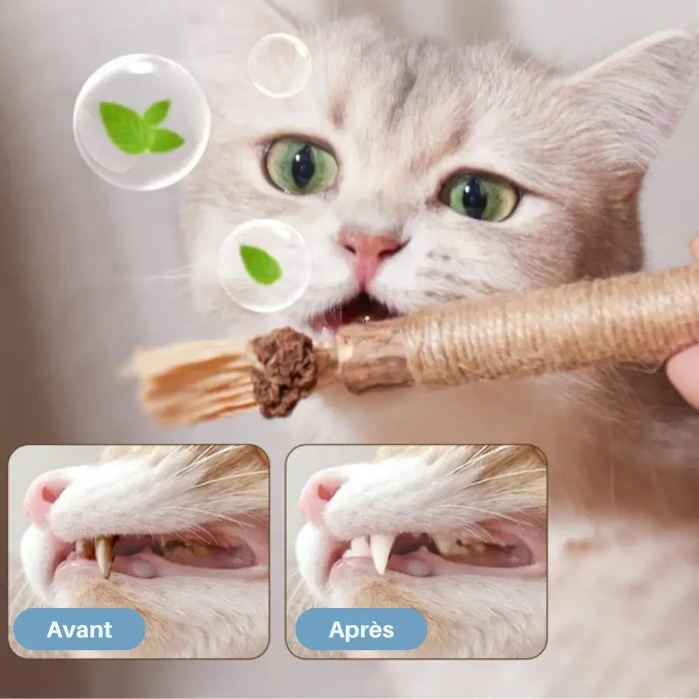 Bâtonnet à Mâcher pour Chat