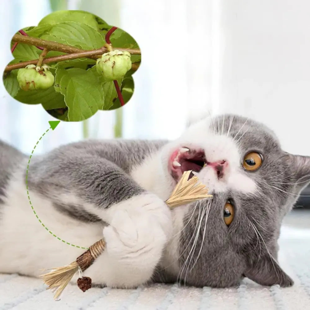 Bâtonnet à Mâcher pour Chat