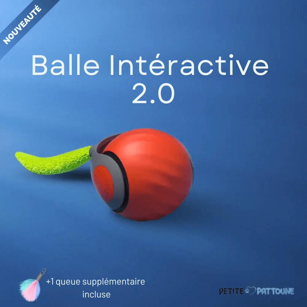 Balle Interactive 2.0 pour Félins