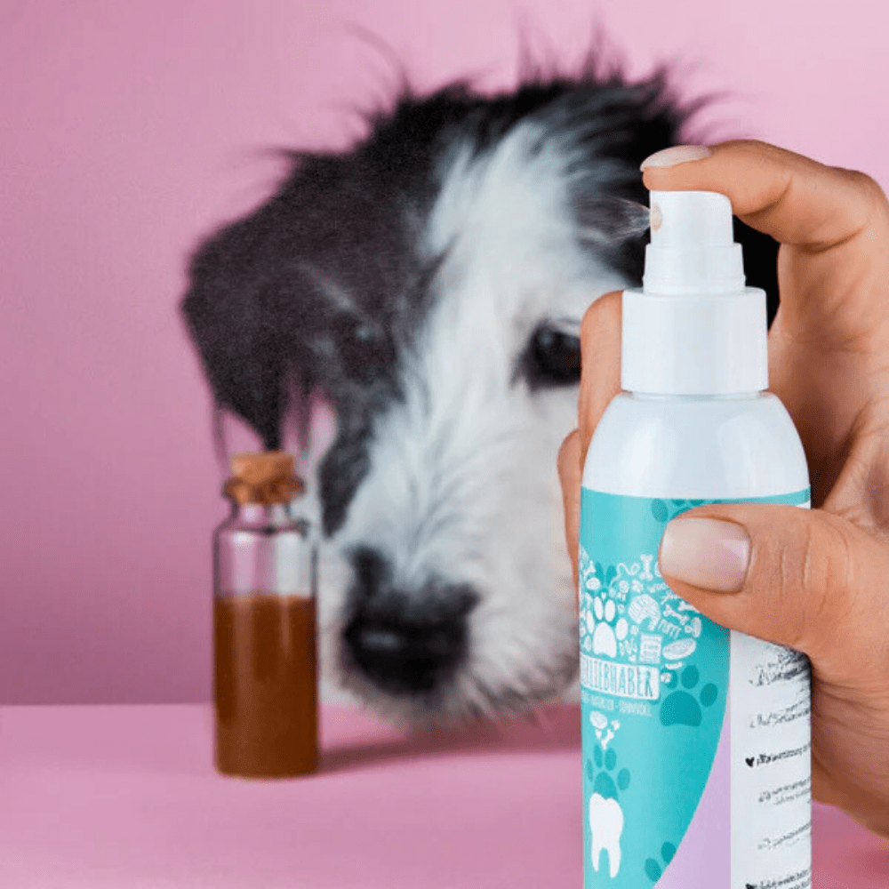 Spray Dentaire pour Pattounes