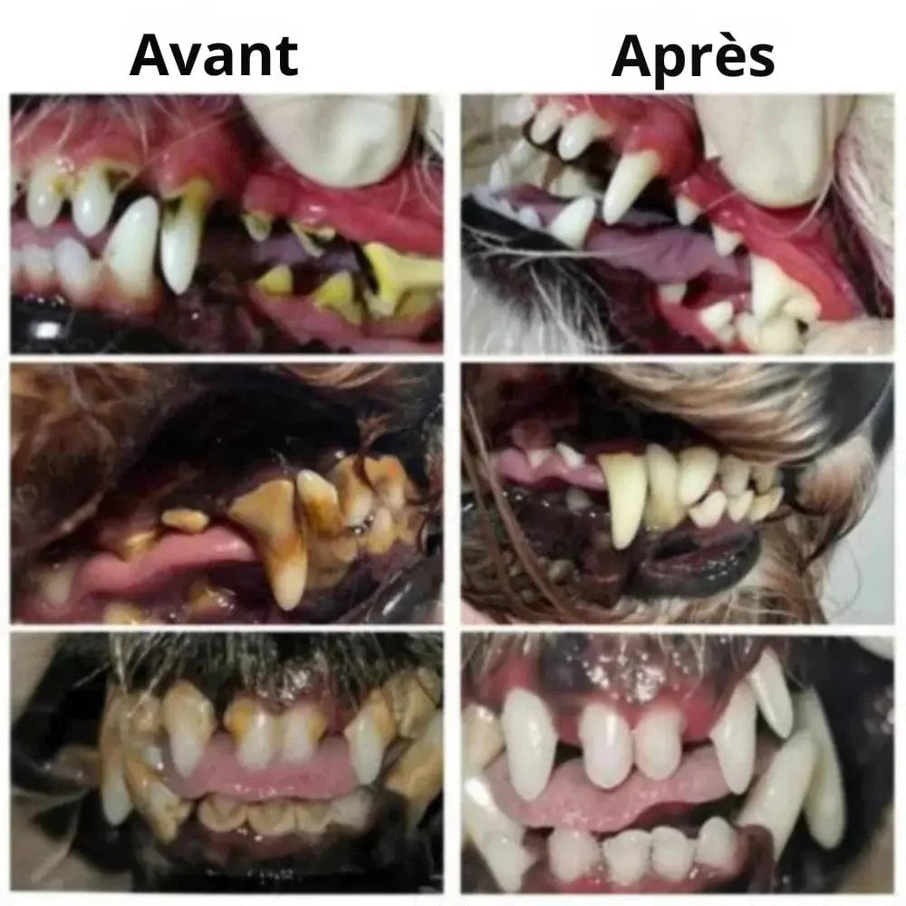 Gel Dentaire Professionnel pour Pattounes
