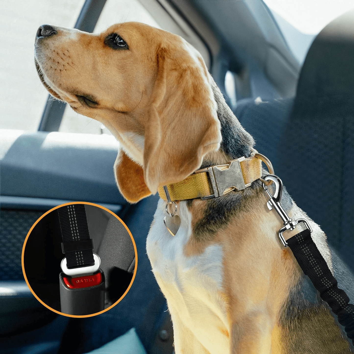 Ceinture Sécurité pour Chien