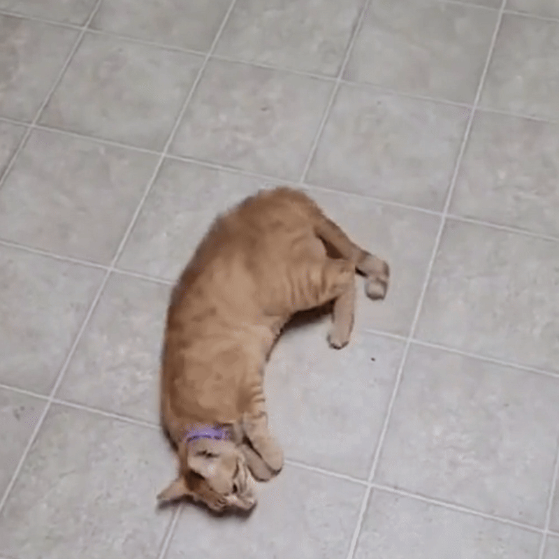 Cat Flea Collar | Natural Plant-Based Protection | 7-Month Effect | Adjustable & Comfortable | Chemical-Free