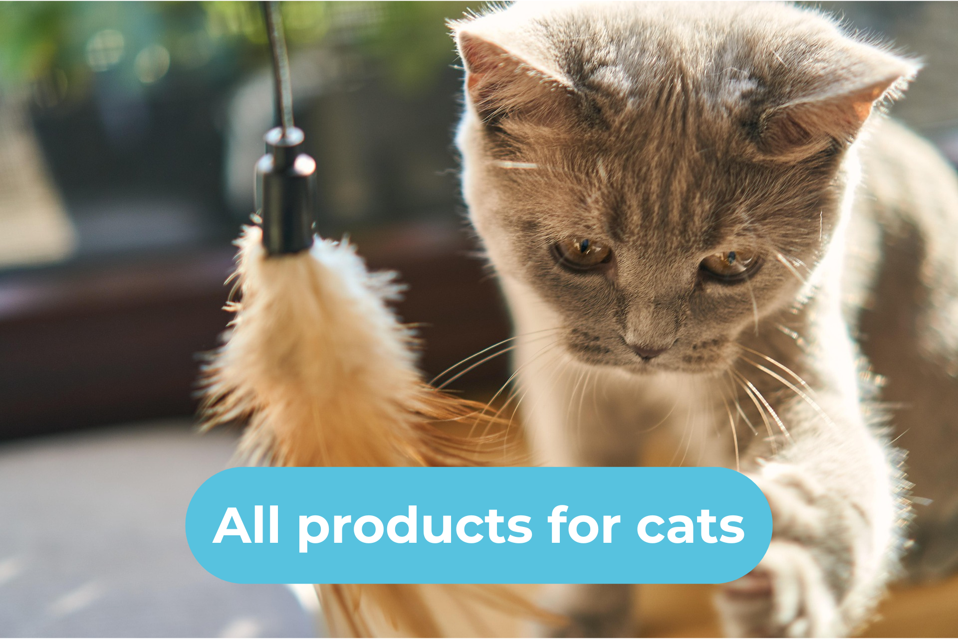 Shop Cats