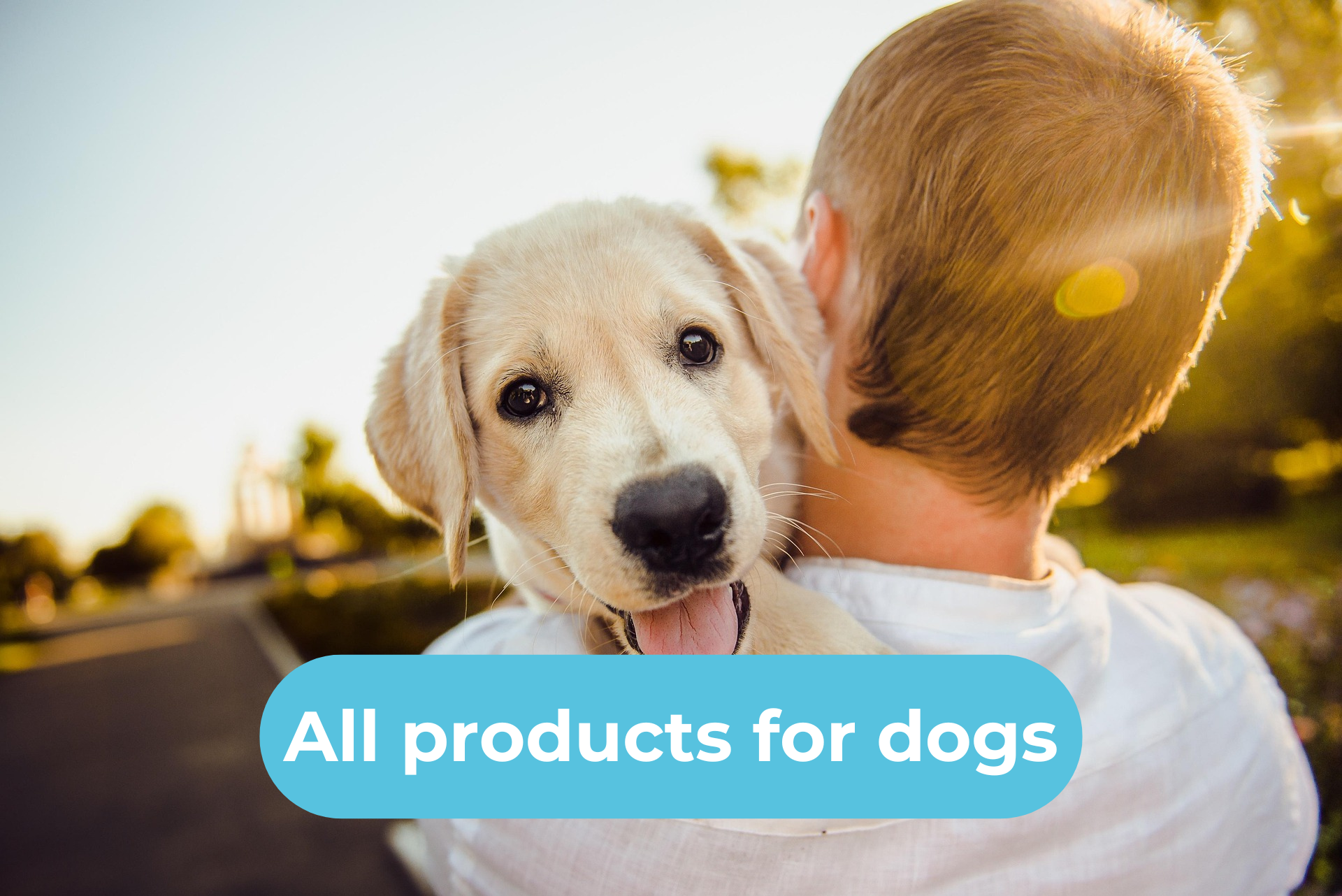 Shop Dogs