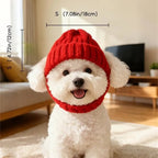 Small dog wearing knitted hat