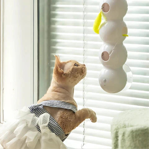Wall cat toy on a window