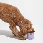Dog playing with tennis chew toy