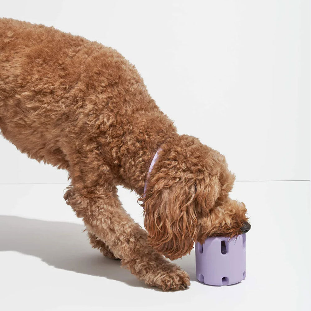 Dog playing with tennis chew toy