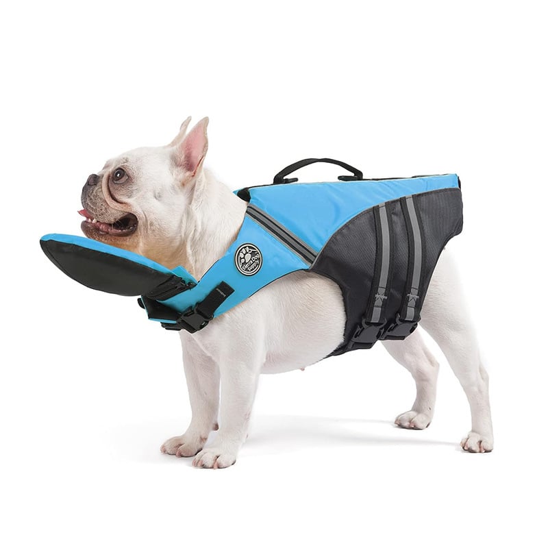 Blue dog life jacket