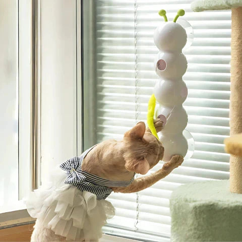 Cat playing with wall toy