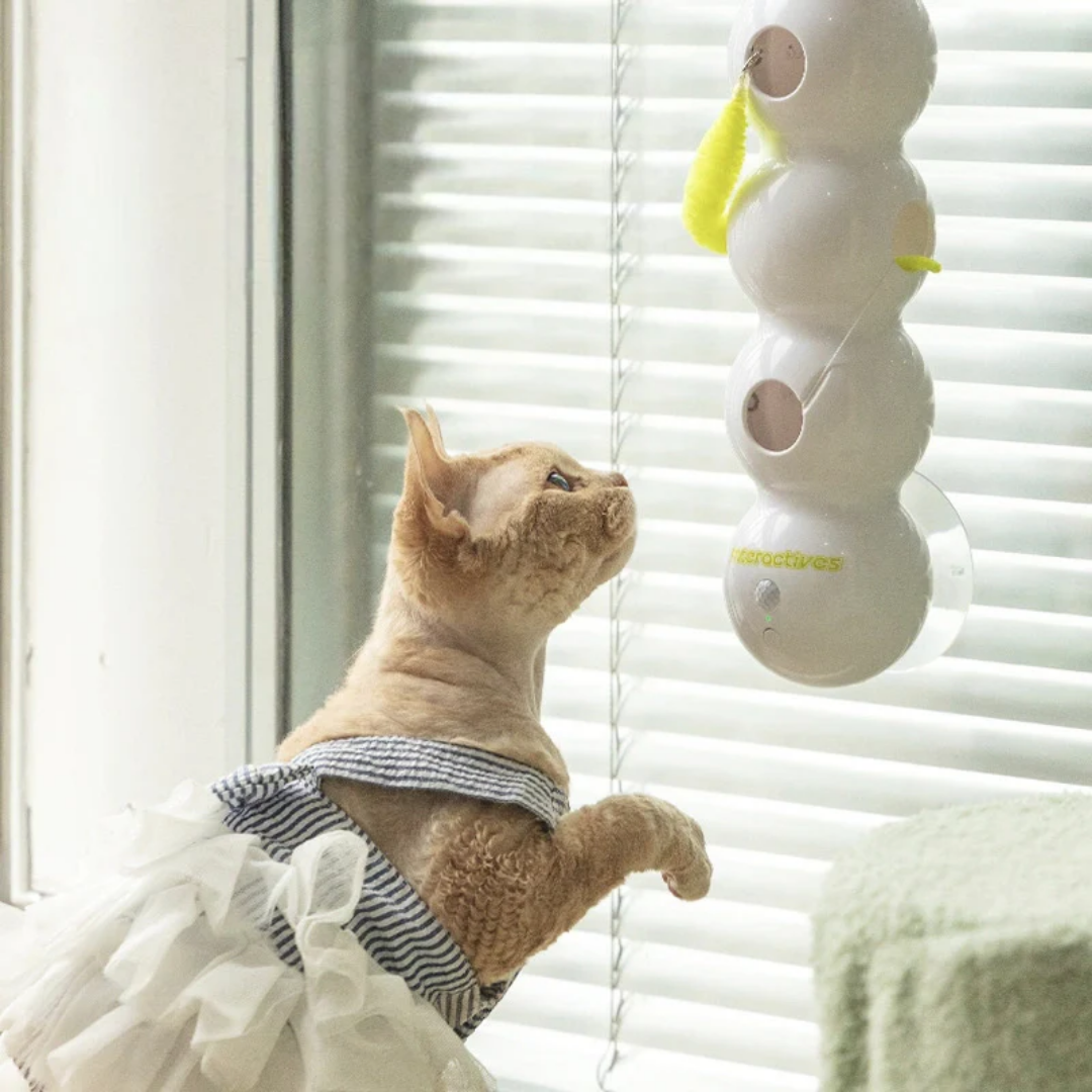 Cat playing with moving tail toy