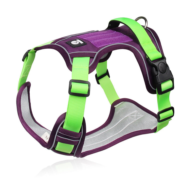 Dog harness on a walk
