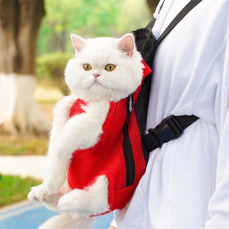 Cat in a front carry pet backpack