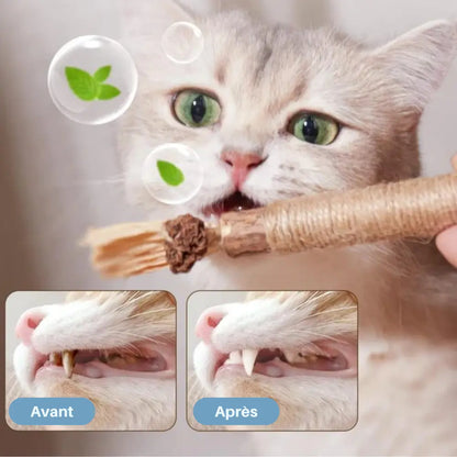 Bâtonnet à Mâcher pour Chat