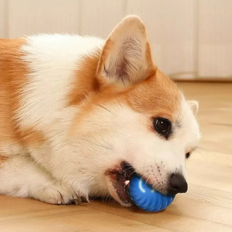 Dog playing with the moving ball