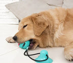 Tug toy attached to floor