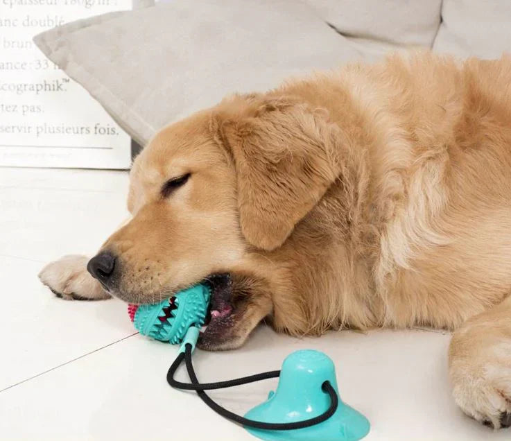 Tug toy attached to floor