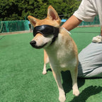 Dog goggles lens detail