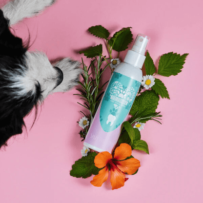 Spray Dentaire pour Pattounes