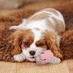 Dog with tennis chew toy