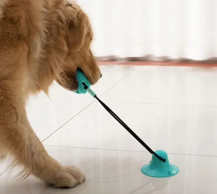Dog pulling on suction cup tug toy