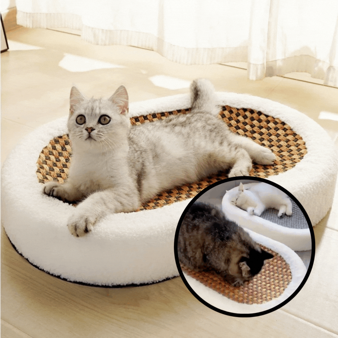 Cat using scratching lounge, premium white model