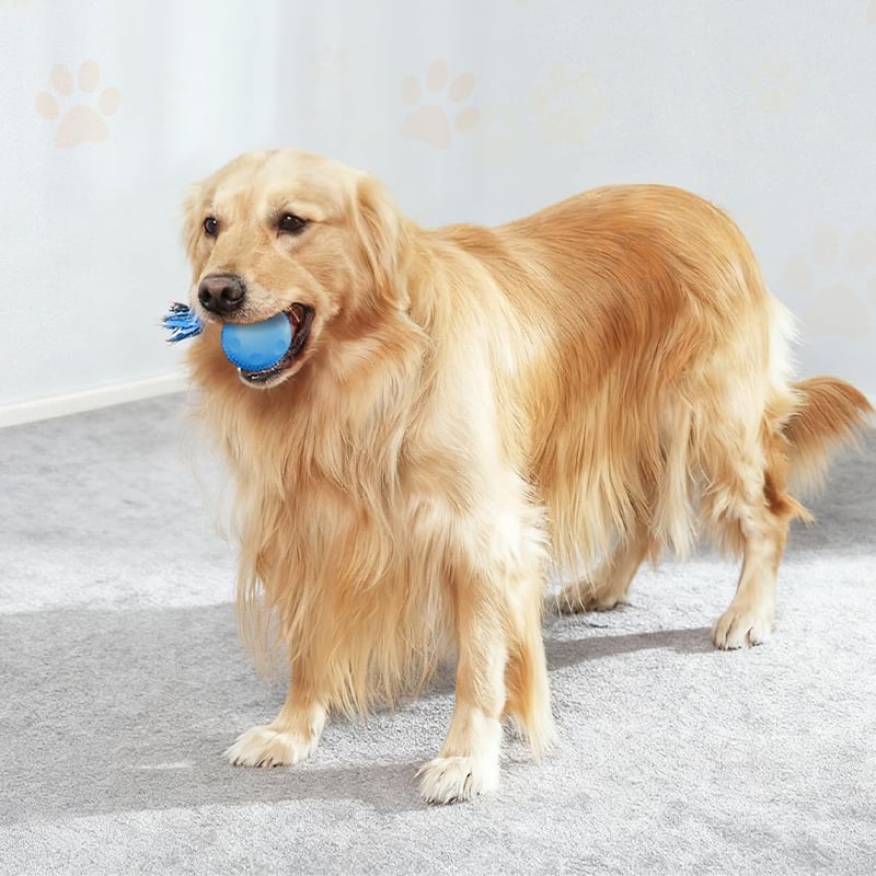 Interactive Dog Toy | Motion-Activated & Chew-Resistant | Engaging Play for Active Dogs 6