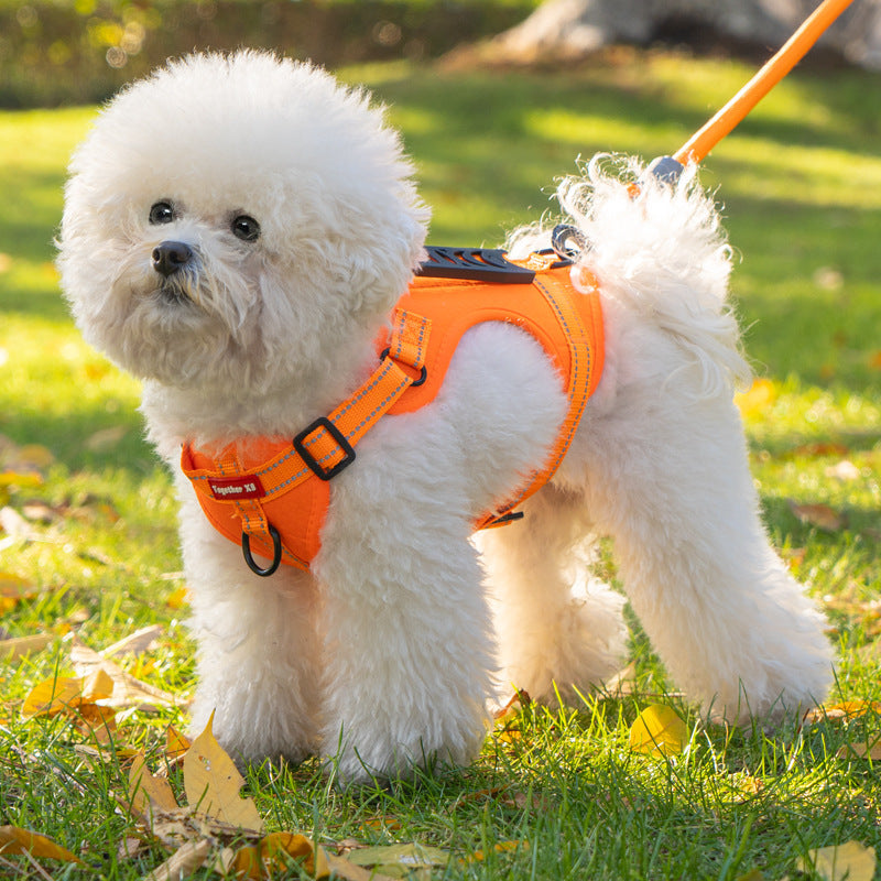 Dog wearing a front-opening reflective harness