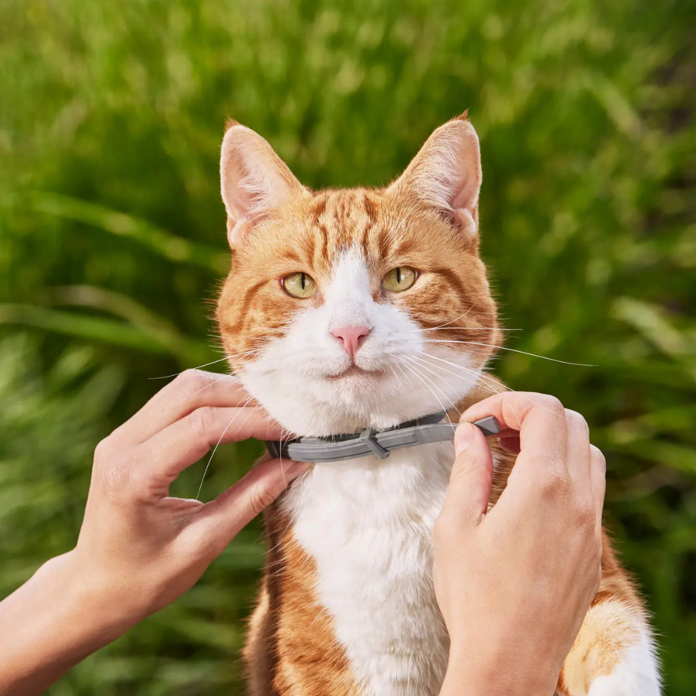 Flea Collar for Dogs & Cats | Waterproof & Adjustable | 8-Month Protection | Flexible Silicone-TPE Material
