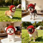Dog in red winter hat outdoors