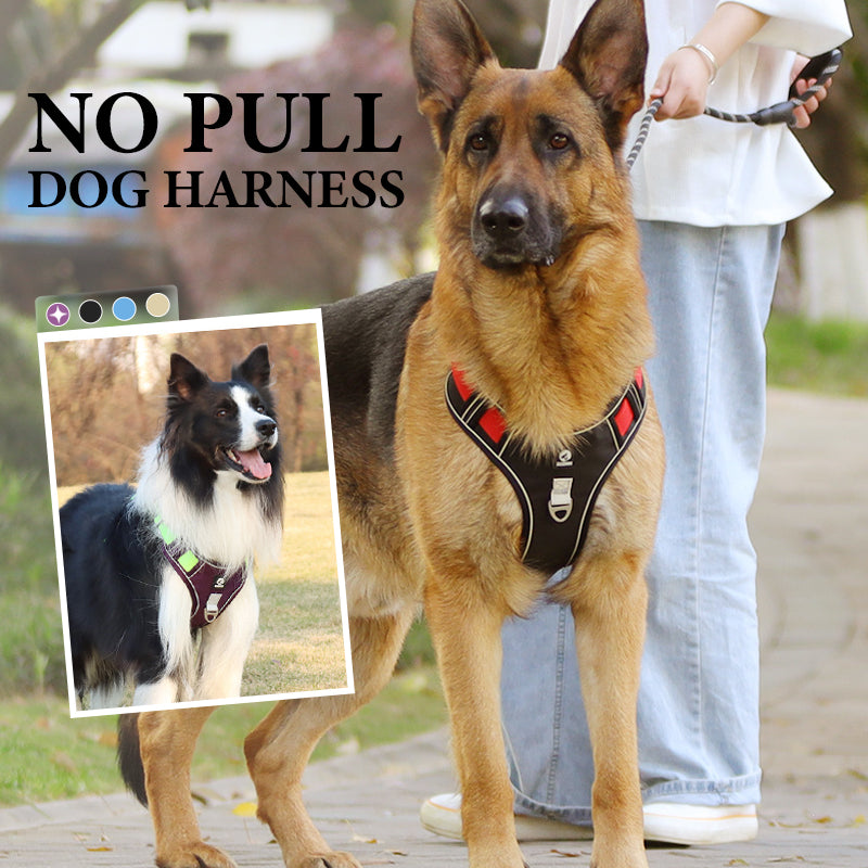 Dog wearing no-pull harness