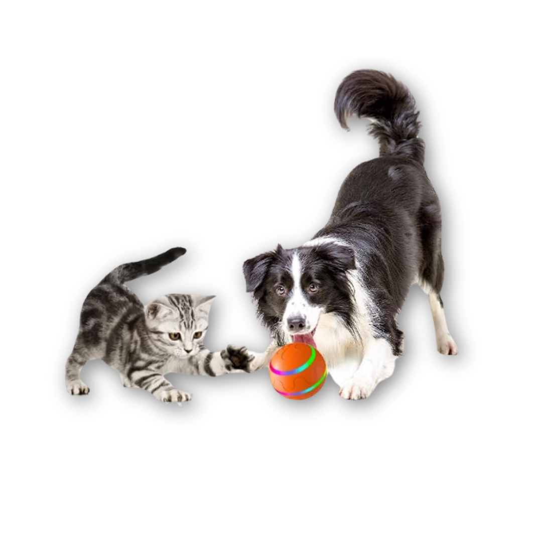Dog and kitten playing with the interactive ball