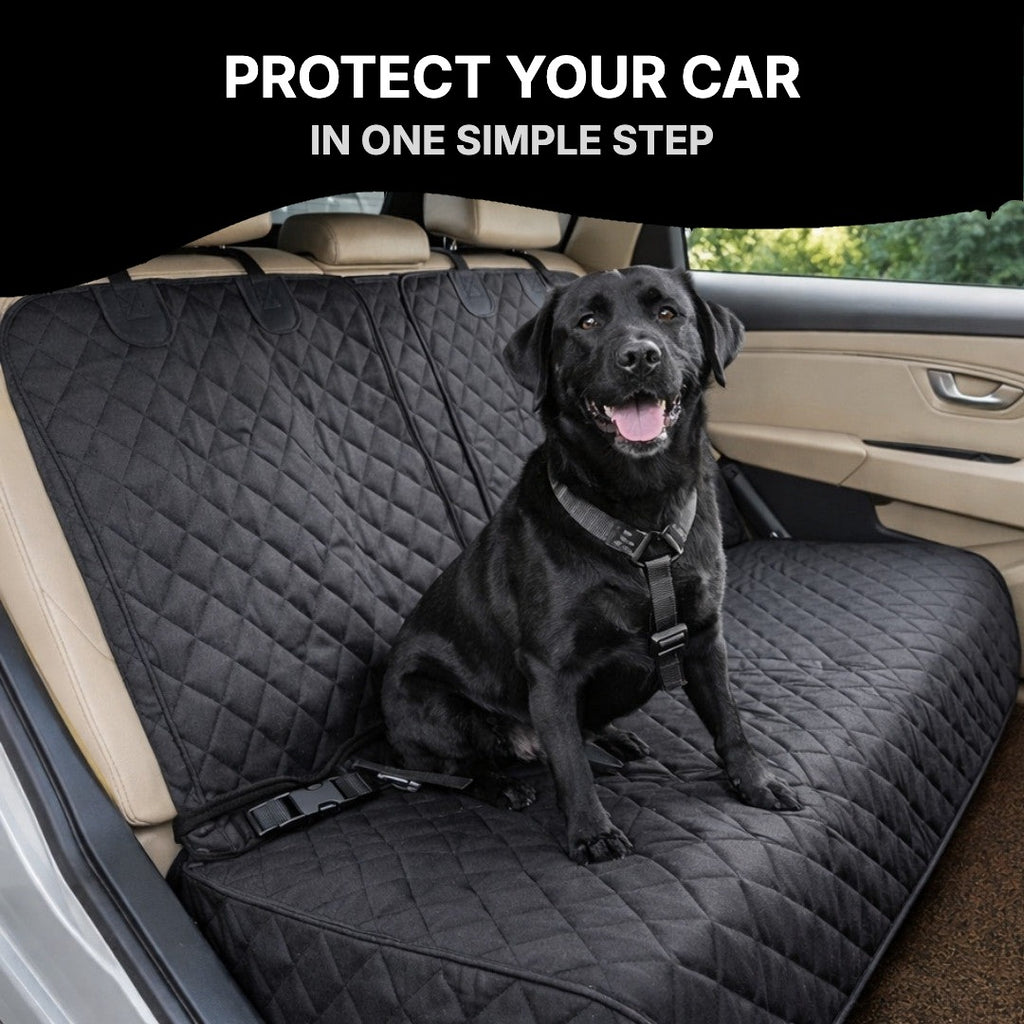 Black dog sitting on the back seat cover