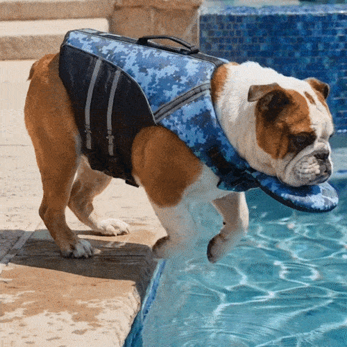 Dog life jacket in water