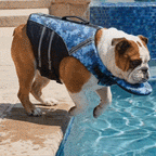 Dog life jacket in water