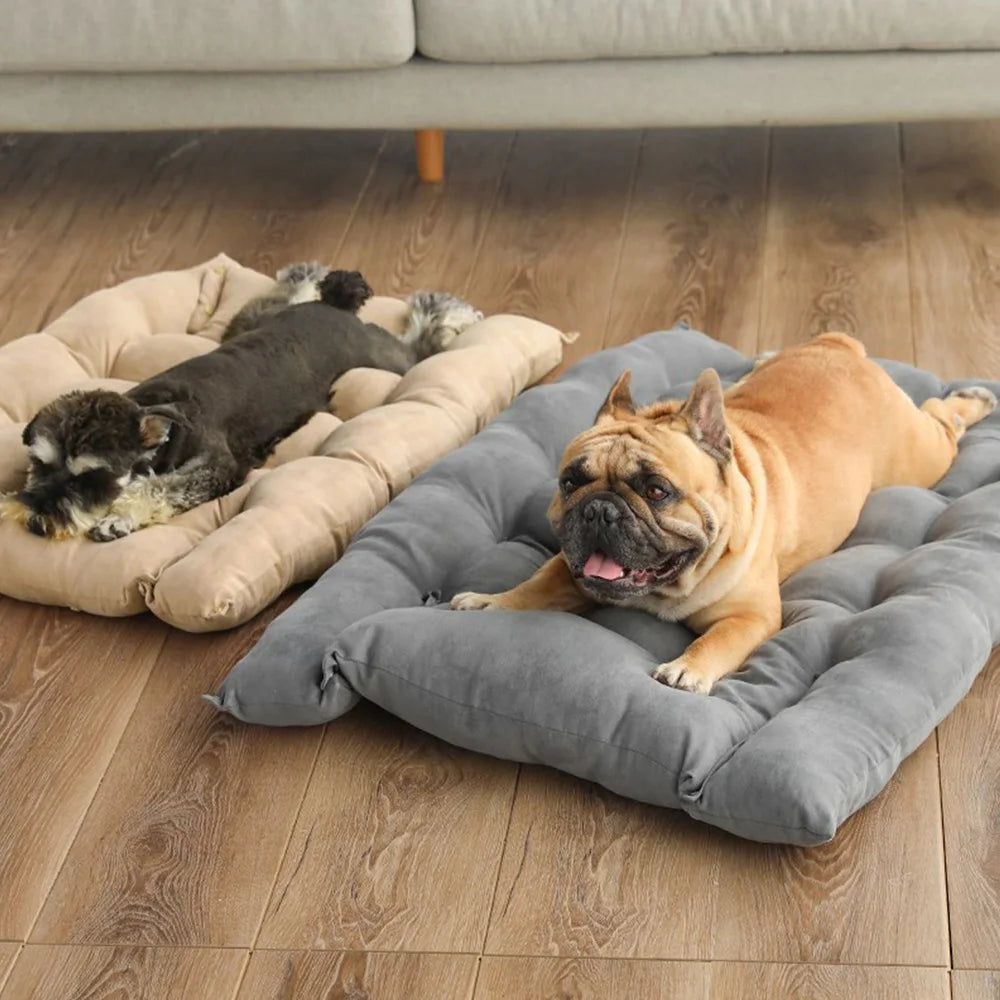 Pet resting on convertible bed