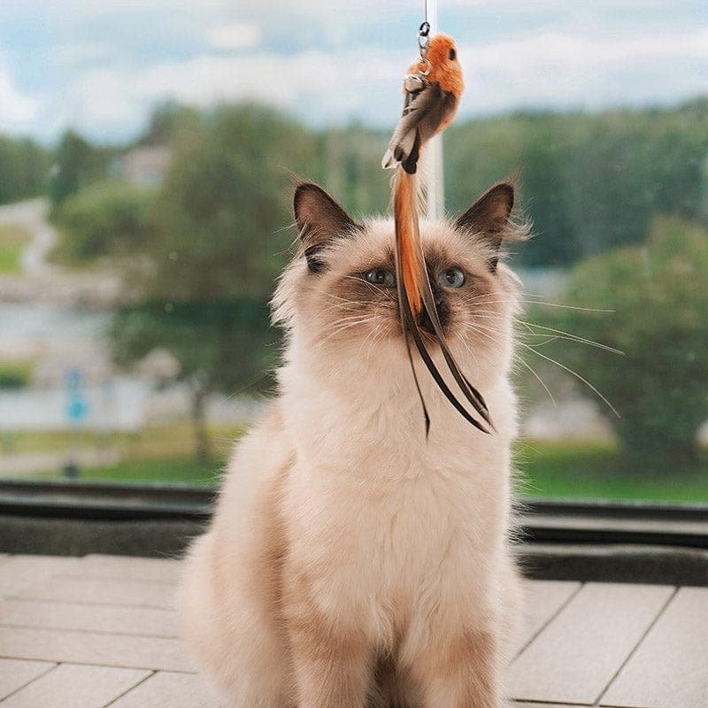 Cat teaser wand with feathered bird toy on flexible rod and black suction cup stand, cat jumping (view 5)