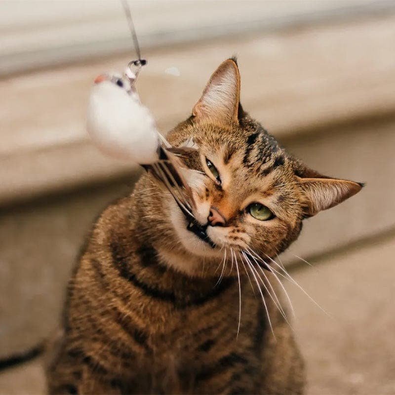 Cat teaser wand with feathered bird toy on flexible rod and black suction cup stand, cat jumping (view 6)