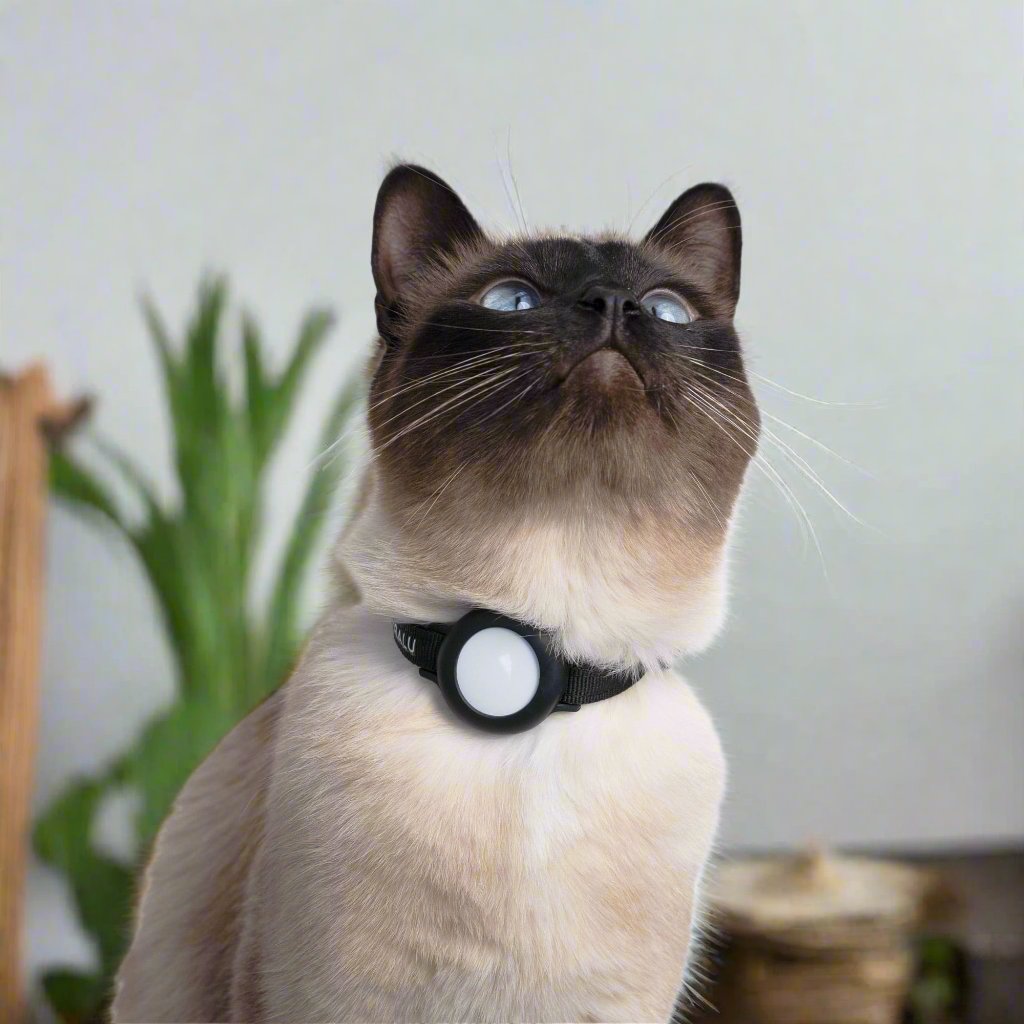 Cat wearing the reflective collar with tracker holder
