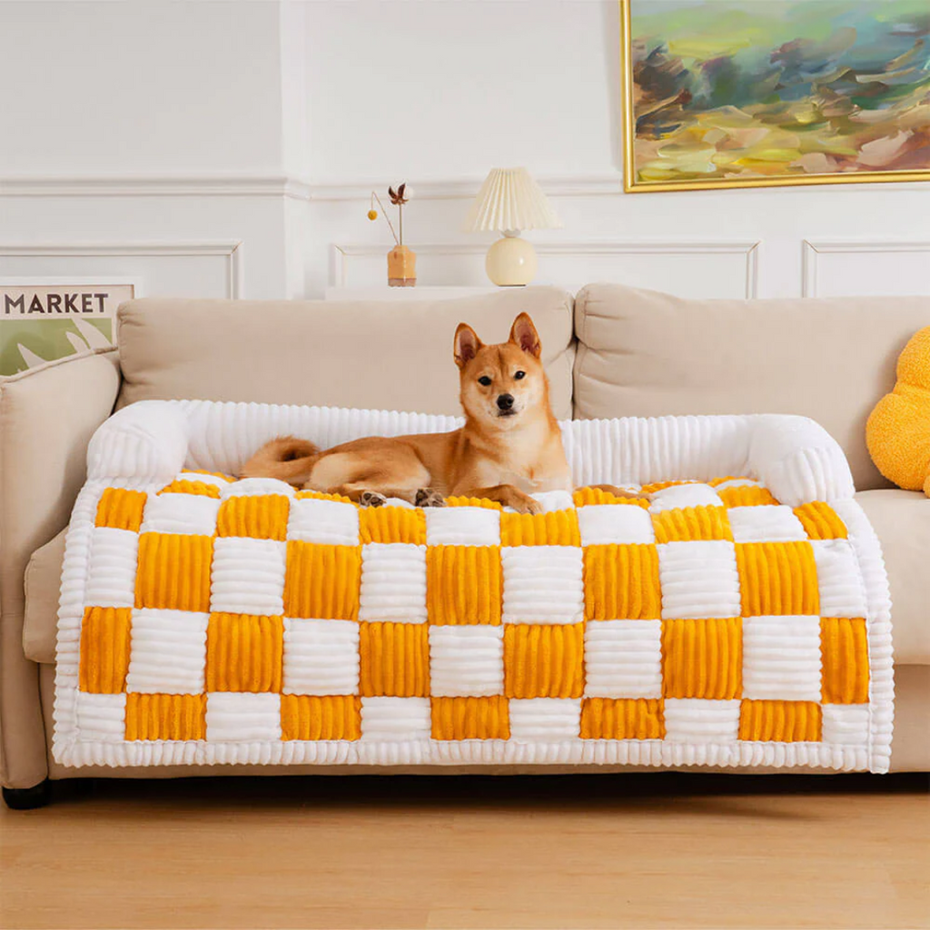 Dog on a checkered sofa mat