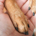 Wooden pet nail file with replaceable pads