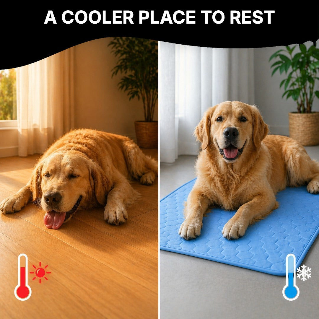 Dog on a warm floor versus on the cooling mat