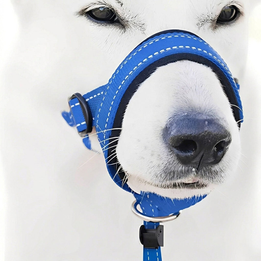 Blue dog head halter with padded nose loop and reflective stitching shown worn by a white dog (view 6)