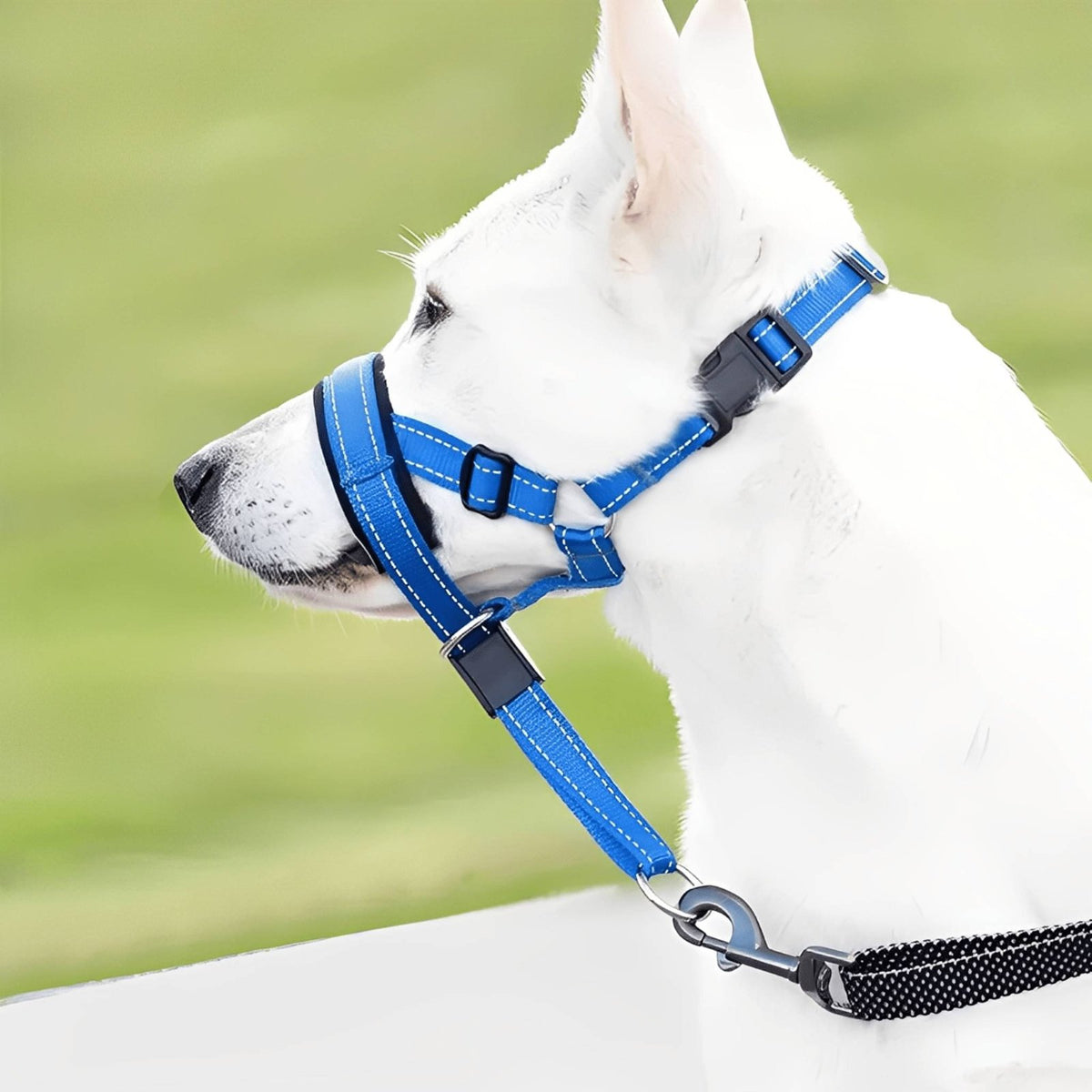 Blue dog head halter with padded nose loop and reflective stitching shown worn by a white dog (view 7)