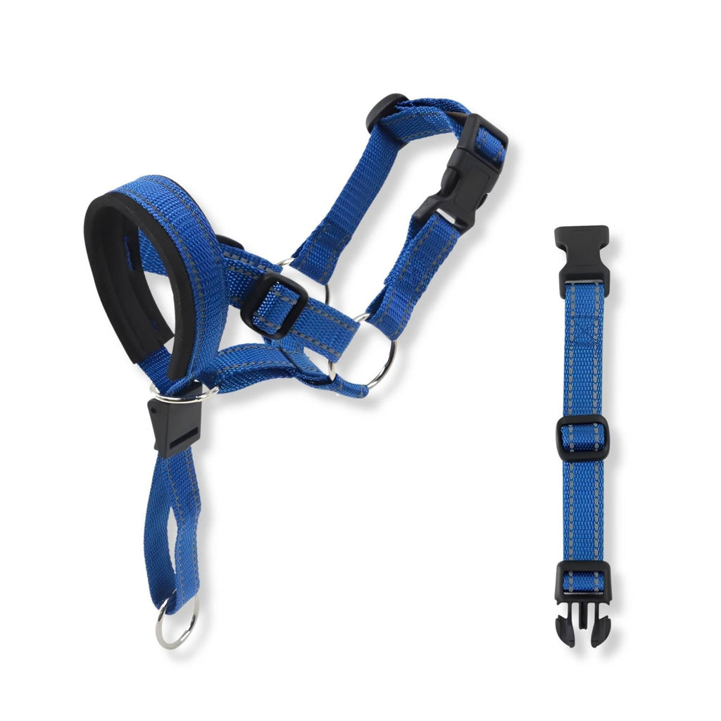 Blue dog head halter with padded nose loop and reflective stitching shown worn by a white dog
