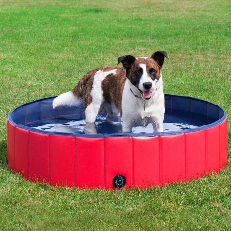 Foldable dog swimming pool in blue, shown open, folded flat, and with a dog standing inside on grass