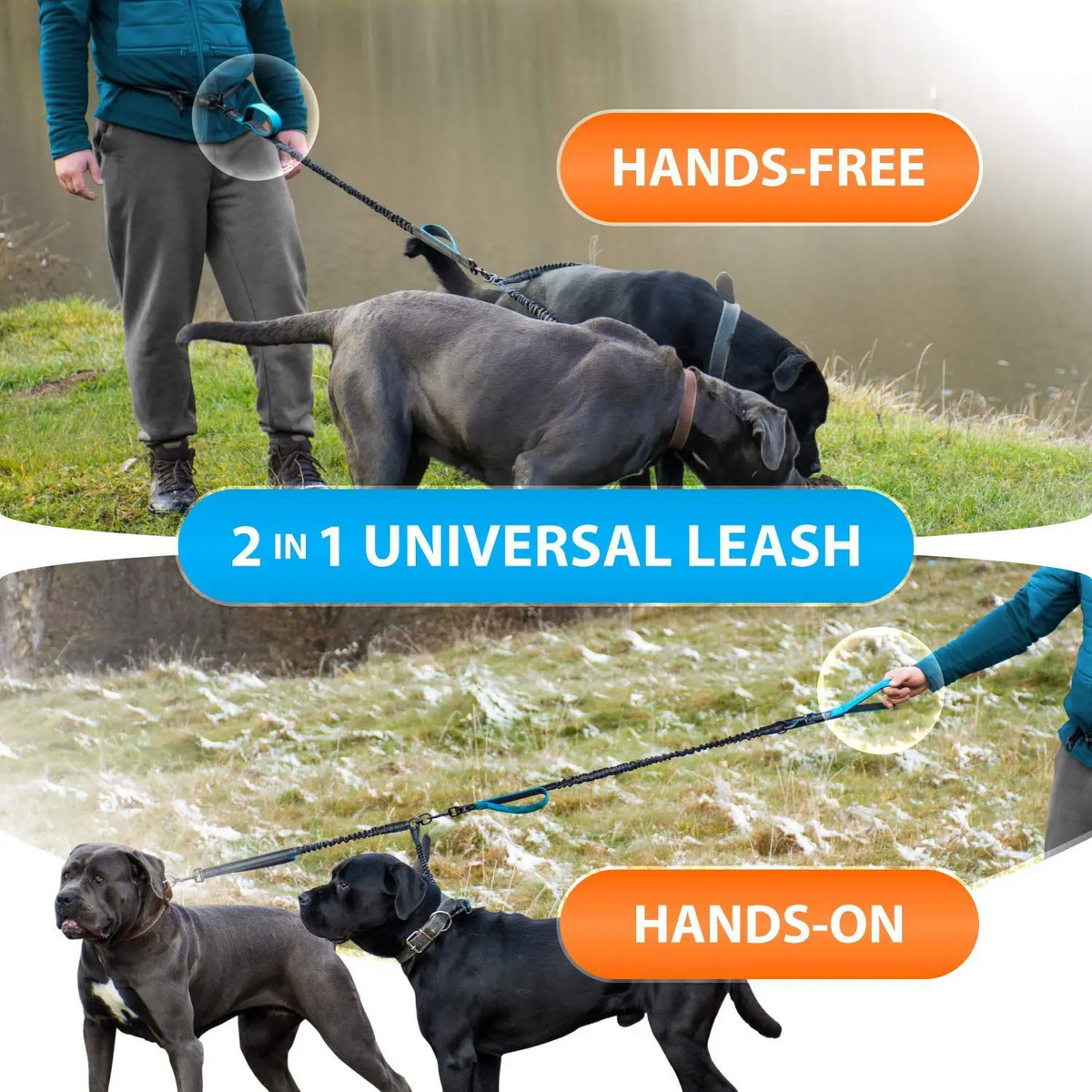 Hands-free walking with two dogs